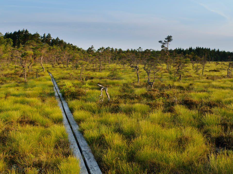 Fotograf: Henrik Karlsson
Bildbyrå: TT Vandringsled i Store Mosse nationalpark.