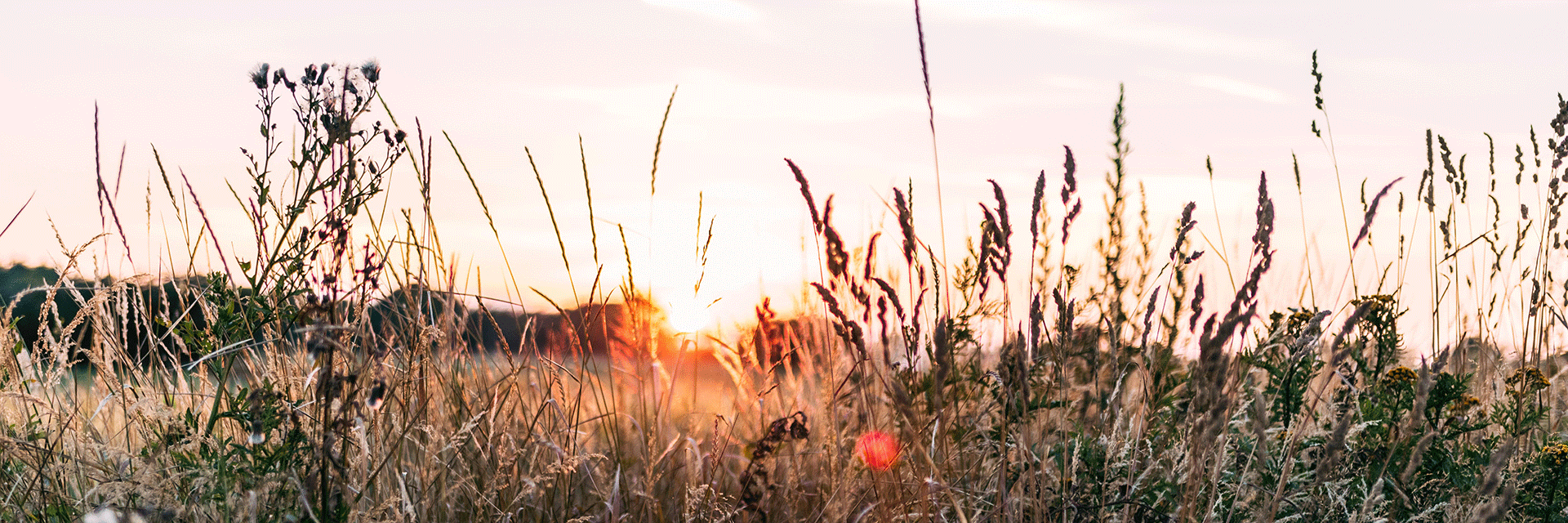 Fotograf: frdm 
Bildbyrå: Unsplash Ängsväxter i solnedgång.