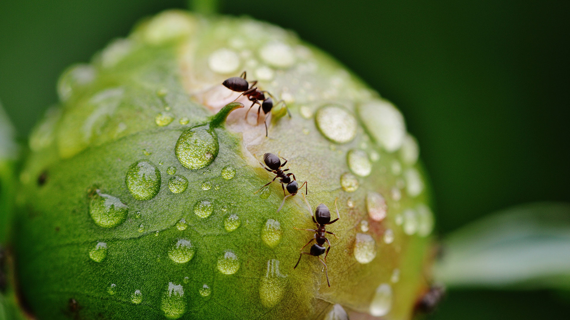 Three ants on a peony.