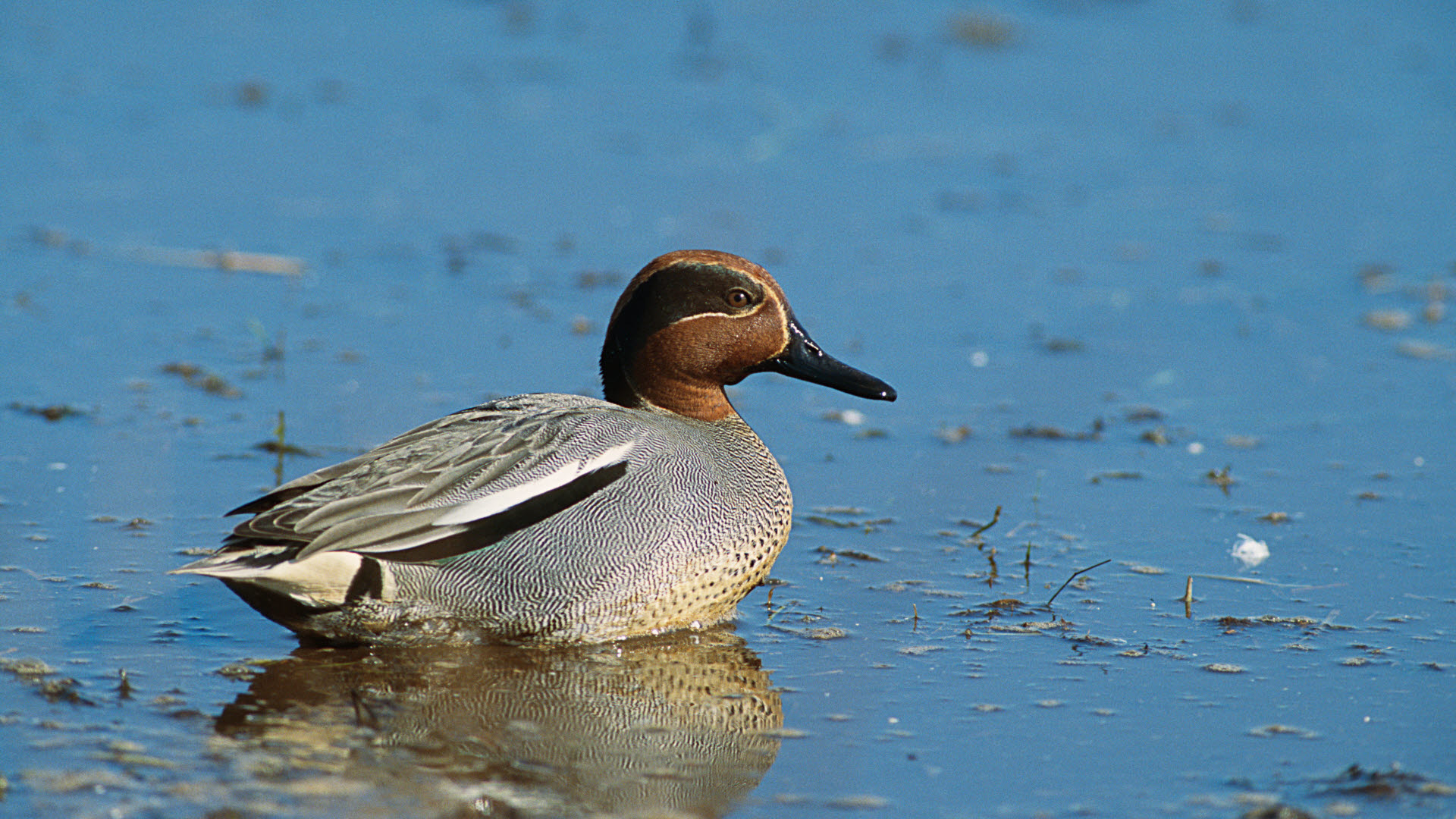 Kricka, Anas crecca, Västergötland