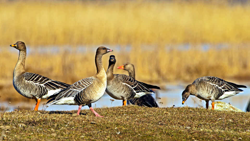 Fotograf: Bengt Ekman
Bildbyrå: TT Blandade gäss. Tåkern, Östergötland. Mer specifik beskrivning: Spetsbergsgås (nr 2 fr v), latinskt artnamn Anser brachyrhynchus, tillsammans med tre tundrasädgäss (Anser fabalis rossicus), i bakgrunden grågås (Anser anser).