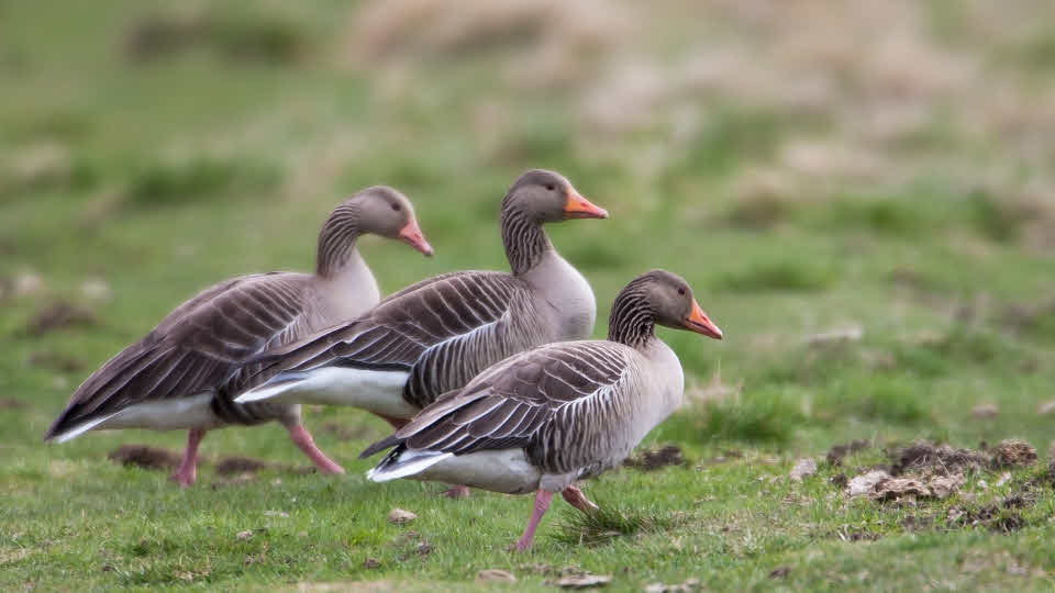 Fotograf: Lars-Olof Johansson
Bildbyrå: Johnér Vandrande grågäss (Anser anser), Angarnsjöängen, Uppland.