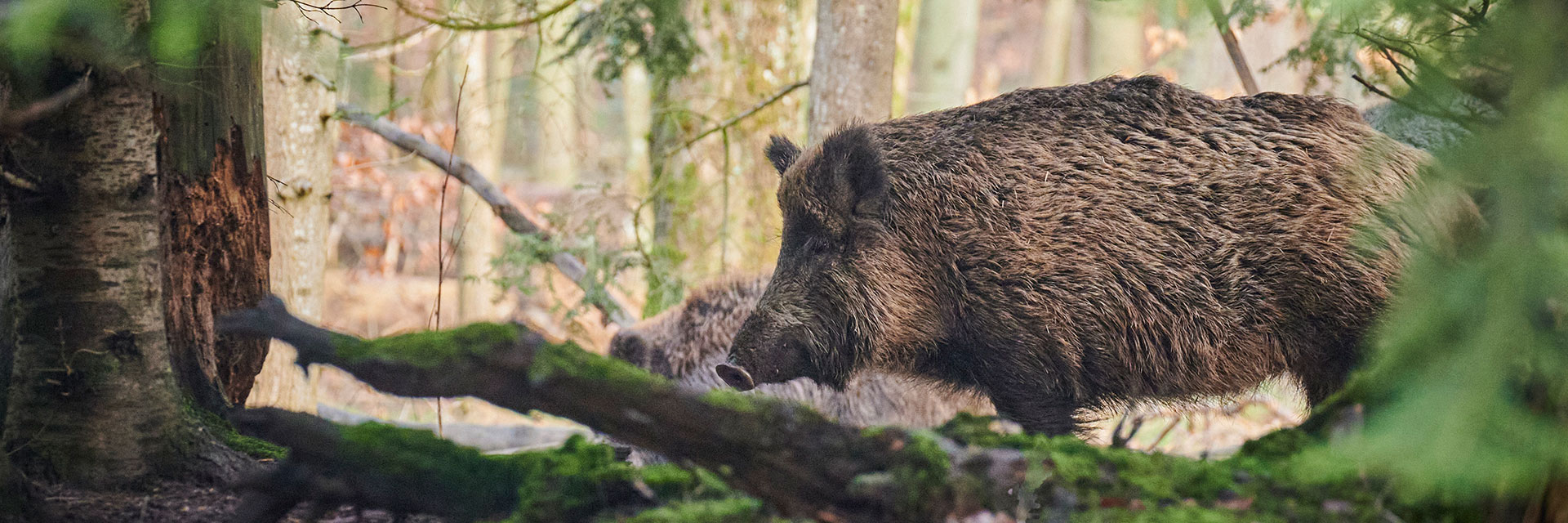 Fotograf: Paul Henri
Bildbyrå: Pixabay Ett vildsvin i skogen bredvid ett skadat träd.