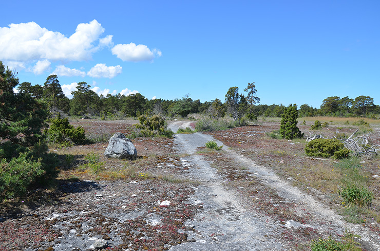 Fotograf: Cecilia Nygren
Bildbyrå: Länsstyrelsen Gotland alvar-vag-thumb-740x490-bt.jpg