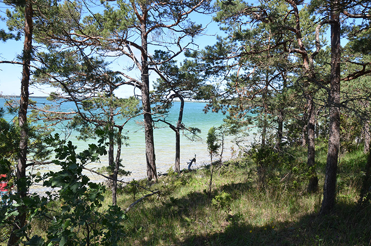 Fotograf: Cecilia Nygren
Bildbyrå: Länsstyrelsen Gotland sjo-skog-thumb-740x490-bt.jpg