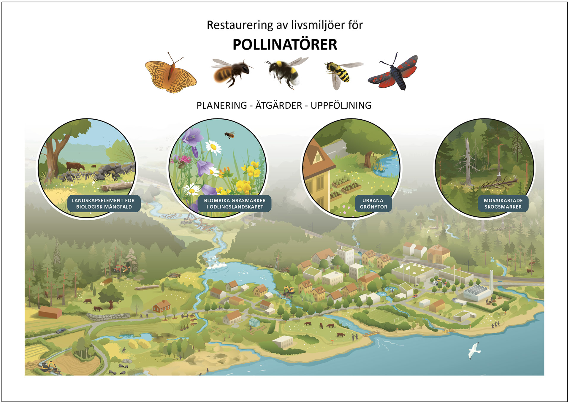Illustratör: En illustration som visar ett varierat landskap med livsmiljöer för pollinatörer, med silversträckad pärlemorfjäril, rödmurarbi, jordhumla, blomfluga och sexfläckig bastardsvärmare, och med restaureringsåtgärder som anläggning av landskapselement, skapande av blomrika gräsmarker, mosaikartade skogsmarker och anpassning av urbana grönytor. pollinatorer-naturrestaurering-webb-1920.jpg