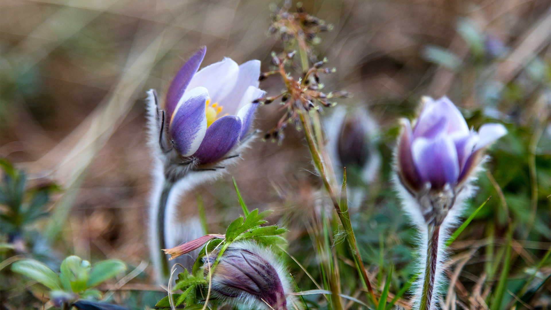 Fotograf: Thomas Adolfsén
Bildbyrå: Johnér Fältgentiana, lila blommor i naturen