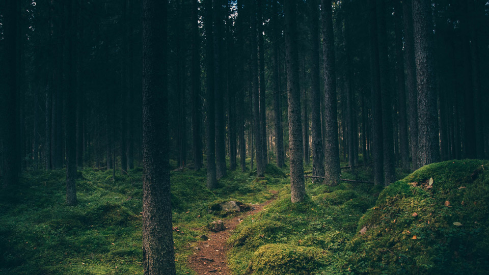 Fotograf: Geran de Klerk
Bildbyrå: unsplash.com Skogsstig i mörk skog