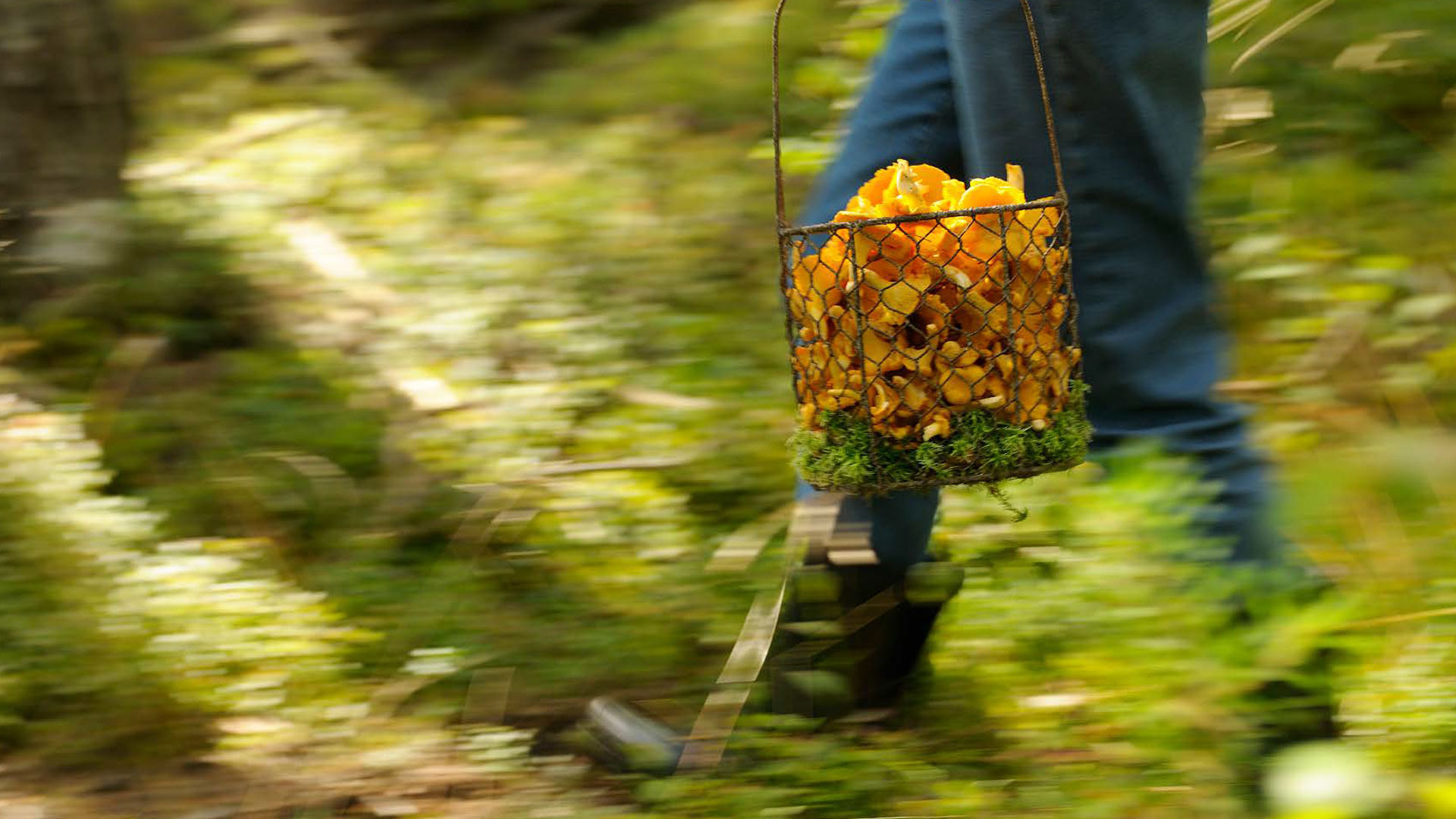 Fotograf: Torbjorn Skogedal
Bildbyrå: Folio Svampplockare går i skogen.
