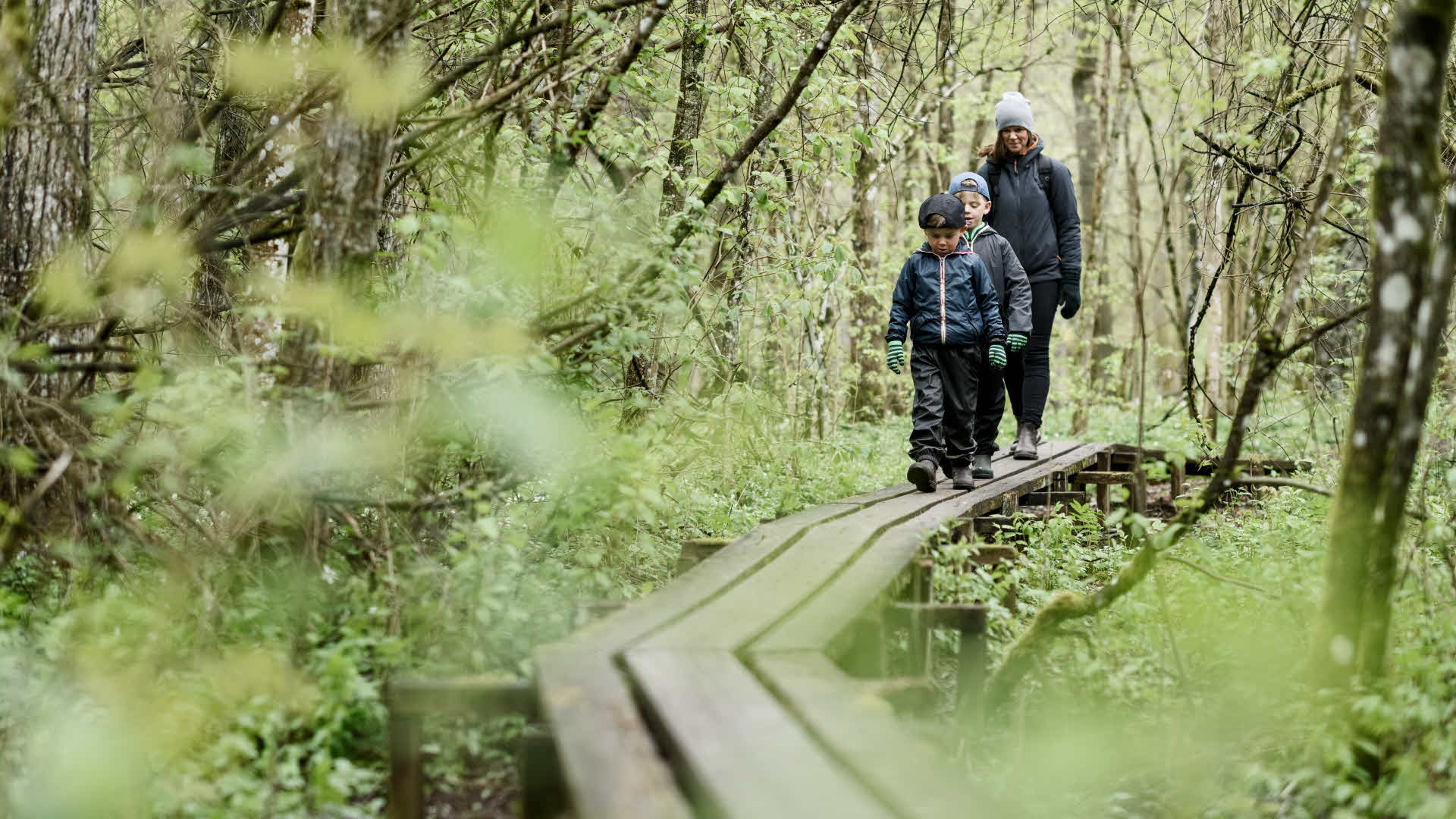 Fotograf: Tore Hagman
Bildbyrå: IBL Mamma med två barn vandrar på träspång i naturen