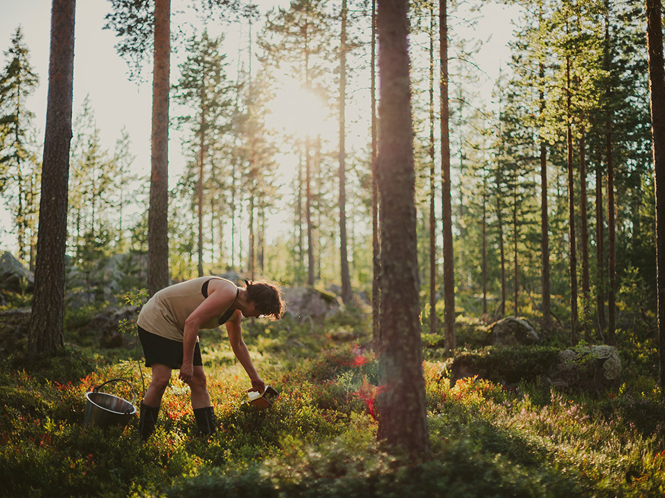 Fotograf: Matilda Holmqvist
Bildbyrå: Johnér Person plockar lingon i skogen