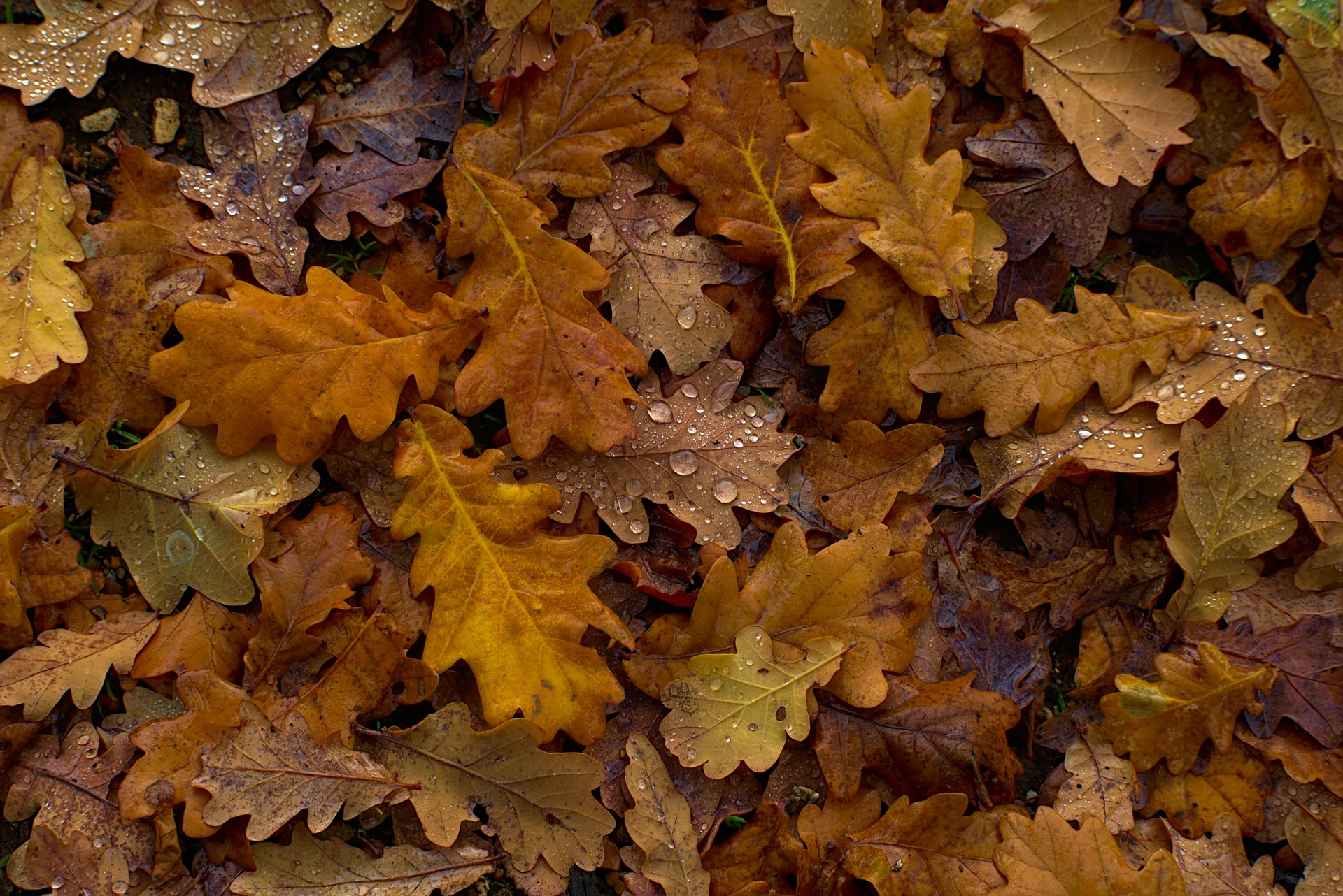 Fotograf: Martin Sepion
Bildbyrå: Unsplash Fallna eklöv på hösten