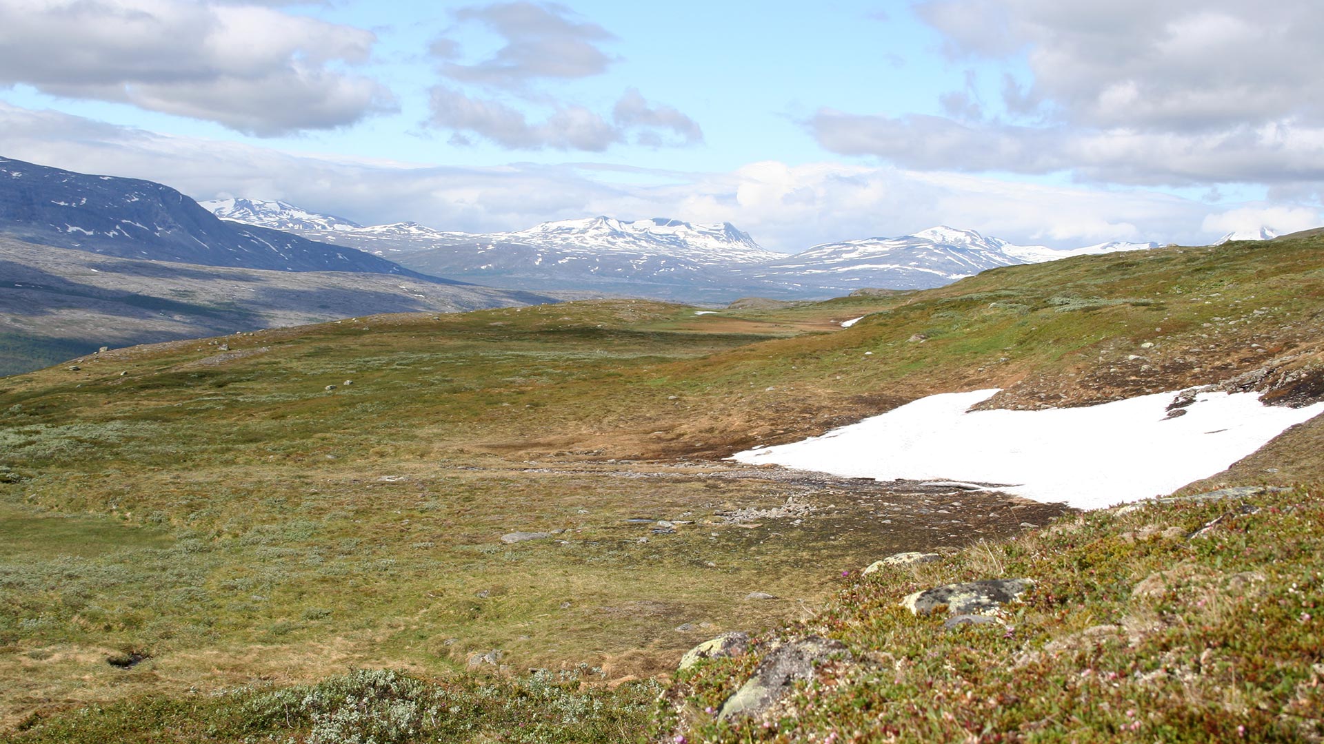 Fotograf: Wenche Eide
Bildbyrå: SLU Artdatabanken Fjäll