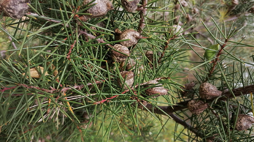 Fotograf: SartagoSternitSartagineHostes, CC BY-SA 4.0
Bildbyrå: Wikimedia commons Närbild på Hakea, invasiv växt med långa barr och stenfrukter