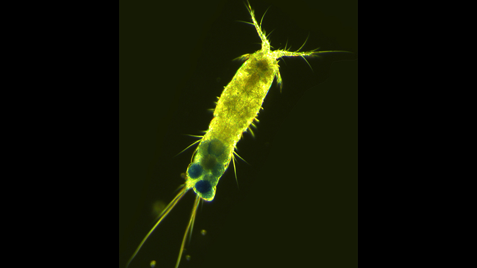 Fotograf: Elena Gorokhova Grönt zooplankton mot svart bakgrund