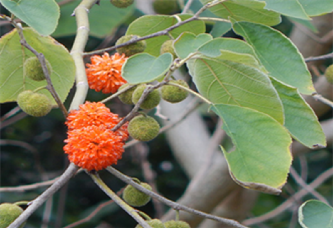 Gröna pappersmullbärsträdsfrukter på en kvist med gröna blad och orangea  blommor i  bollform.