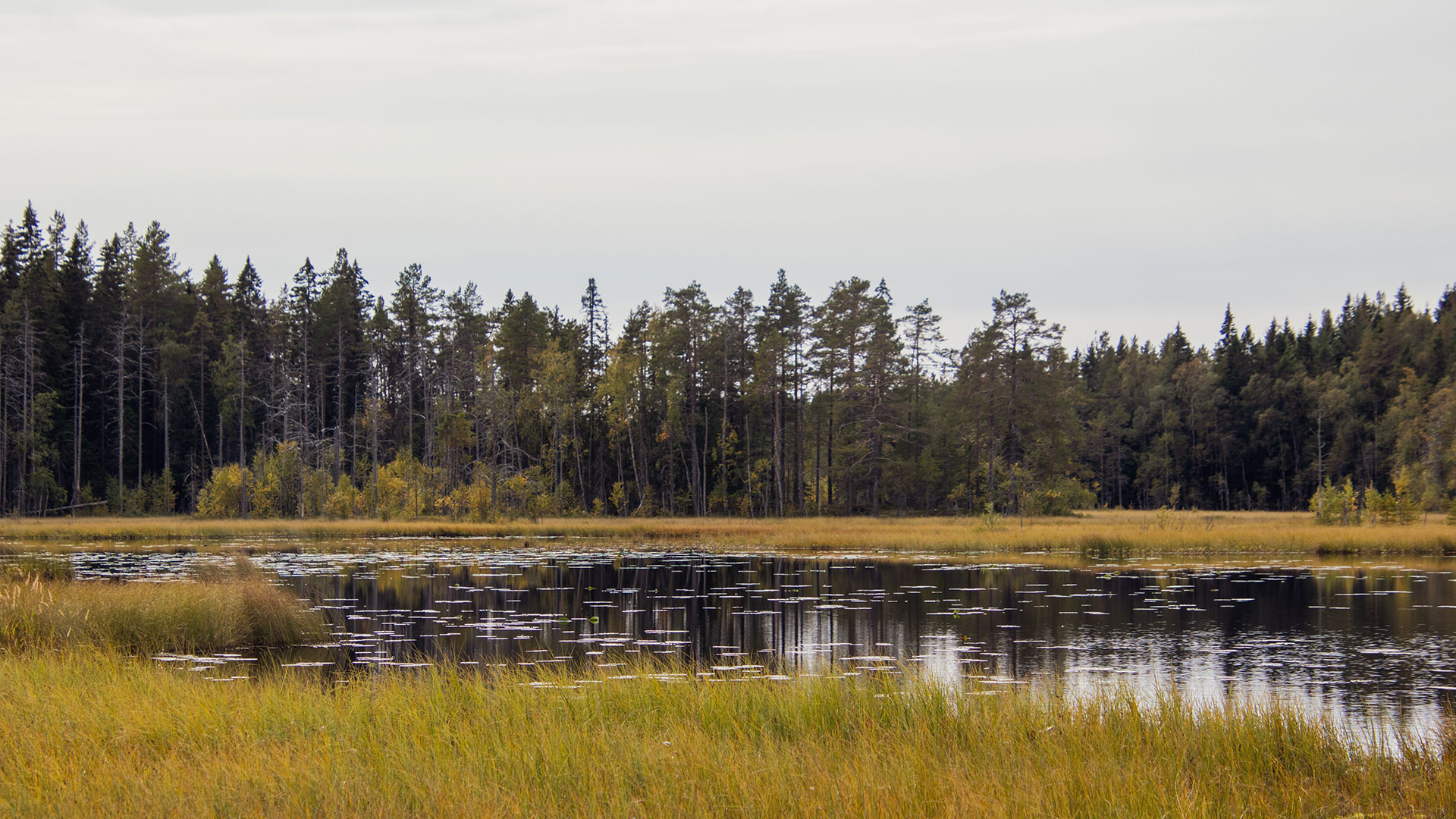 Fotograf: Axel Josefsson
Bildbyrå: Unsplash Vatten omringat av skog.