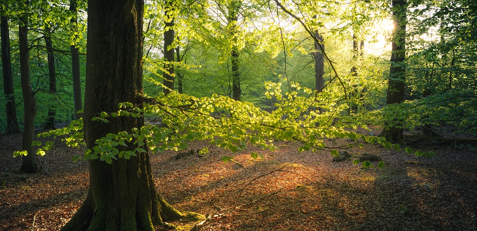 Fotograf: Andreas Lindahl Träd i solsken