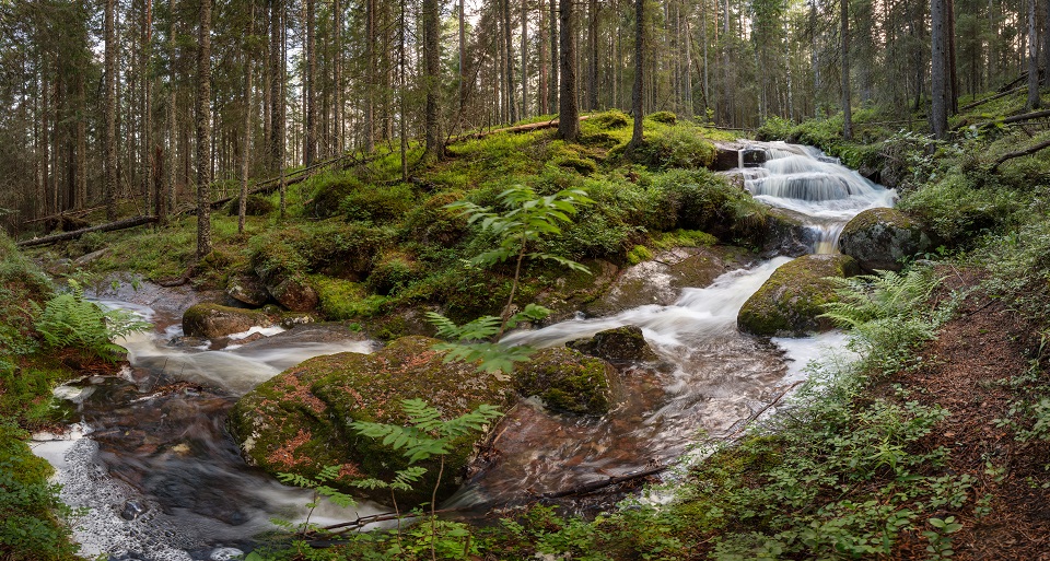 Fotograf: Andreas Lindahl Bäck i skogen