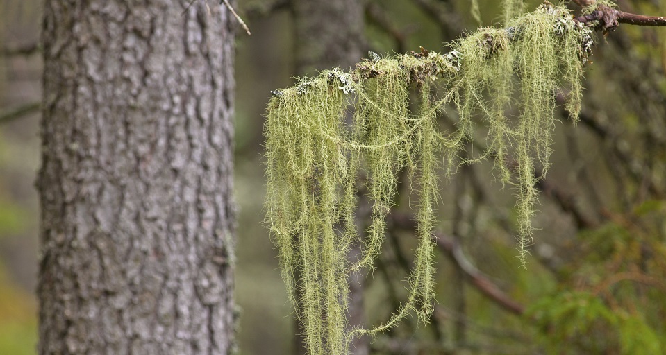 Fotograf: Bengt Ekman
Bildbyrå: Naturfotograferna, TT-bild Trädlav