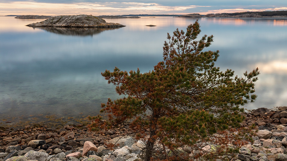 Fotograf: Andreas Lindahl Litet träd vid stilla vatten