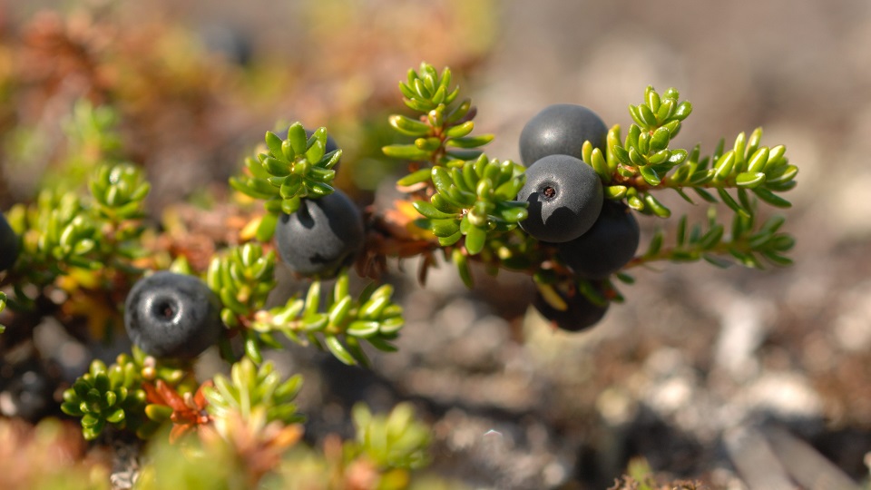 Fotograf: Magnus Martinsson
Bildbyrå: Naturfotograferna, TT-bild Nordkråkbär, närbild
