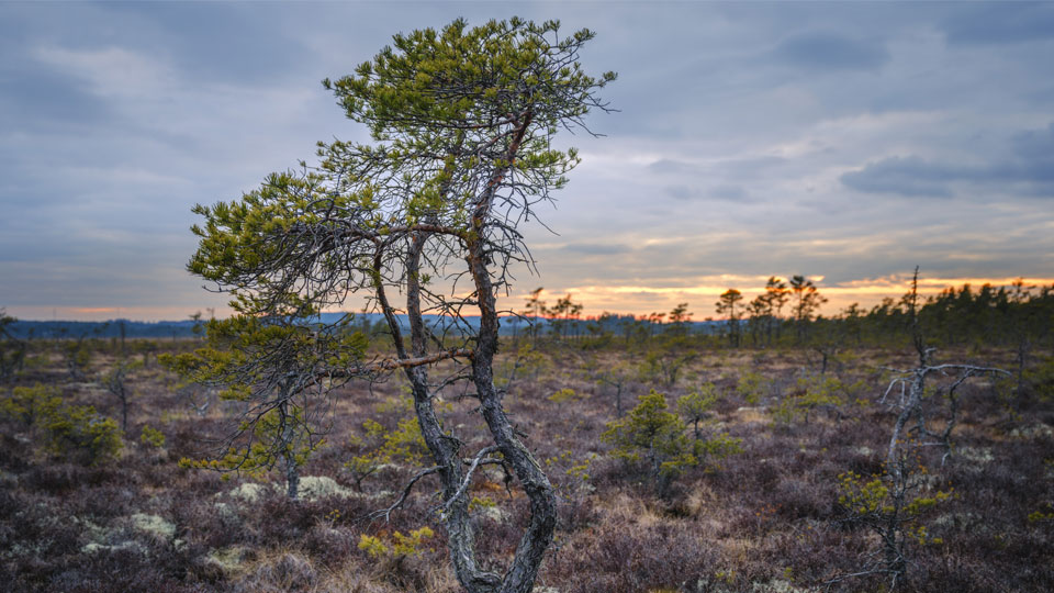 Fotograf: Andreas Lindahl Ensamt träd på mossen