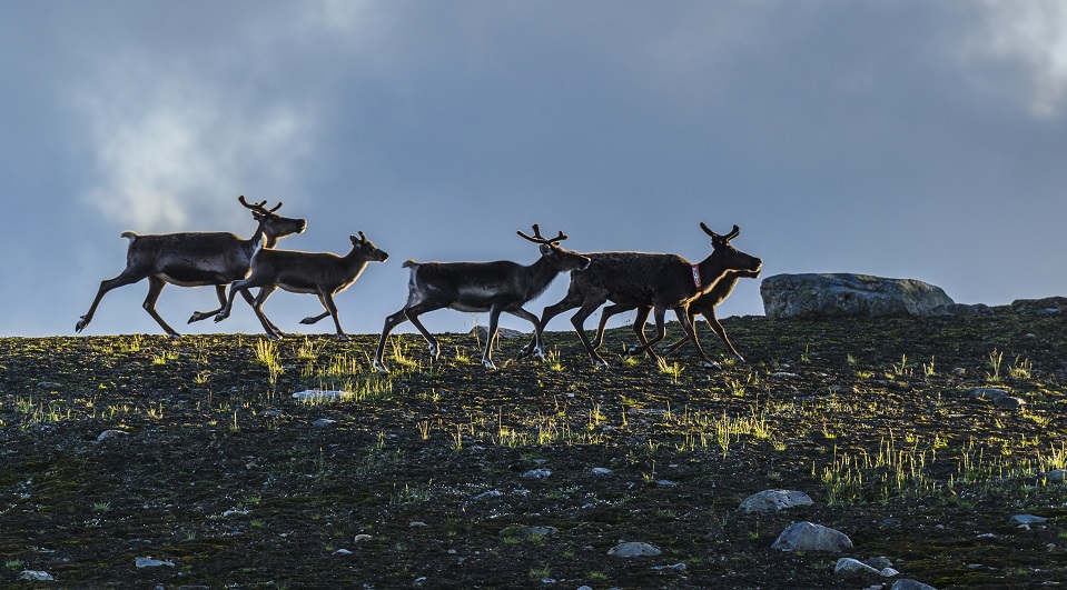 Fotograf: Mikael Svensson
Bildbyrå: Johnér Springande renar