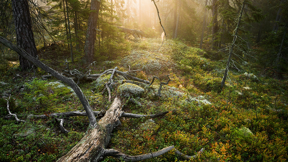 Fotograf: Nicklas Wijkmark Natur i Tyresta nationalpark