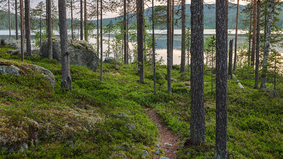 Fotograf: Andreas Lindahl Skogsstig