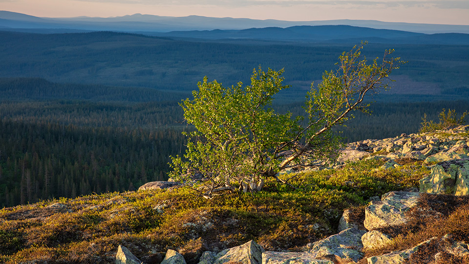 Fotograf: Andreas Lindahl Utsikt med träd i förgrund