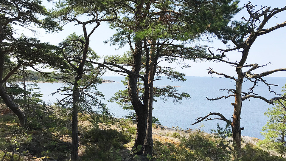 Fotograf: Pernilla Johansson Skog på berg vid hav