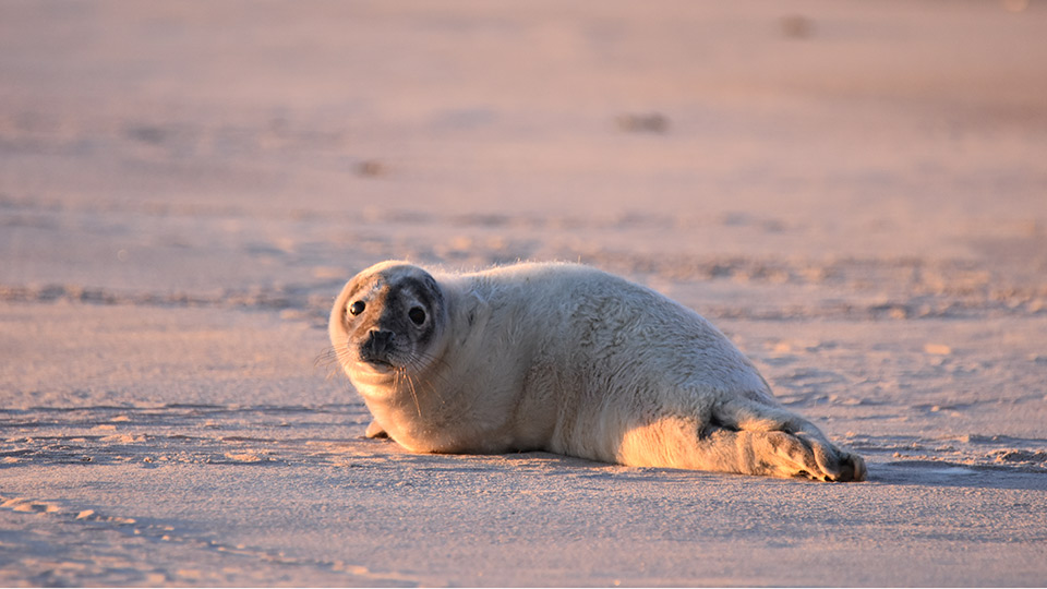 Fotograf: Magnus Lepschi Säl på strand
