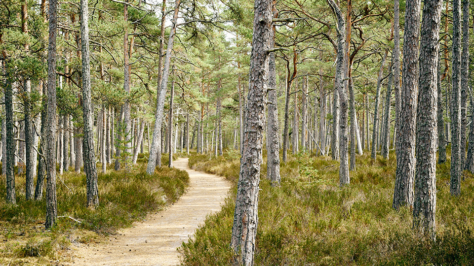 Fotograf: Peter Westrup
Bildbyrå: Johnér Skogsstig
