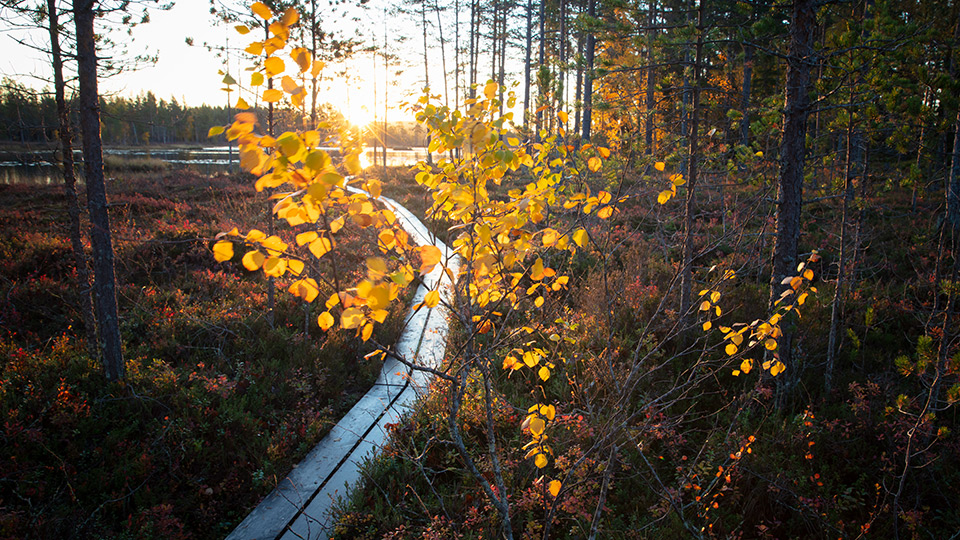 Fotograf: Andreas Lindahl Träspång i solljus