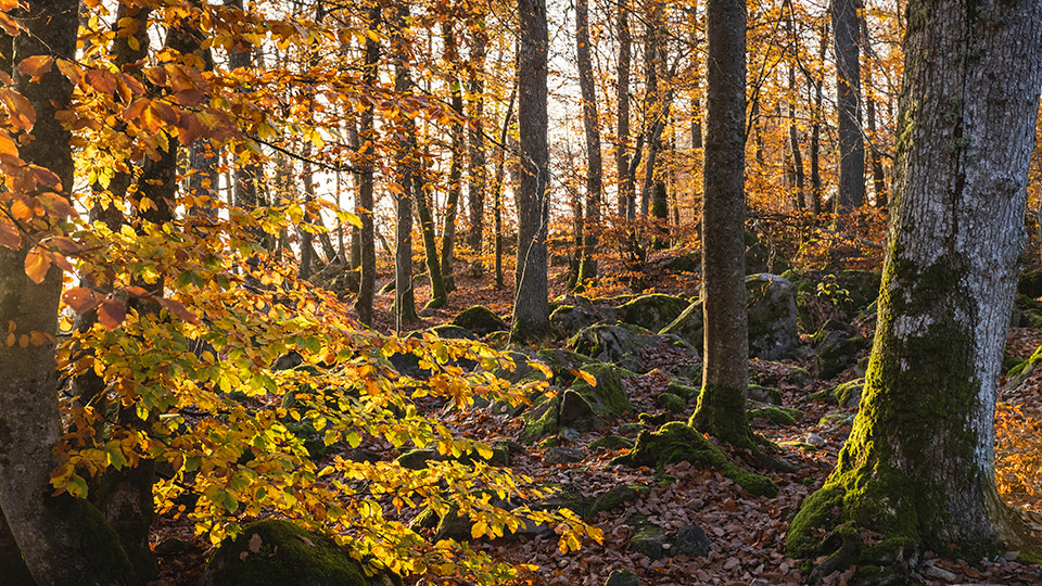 Fotograf: Andreas Lindahl Skog i höstljus