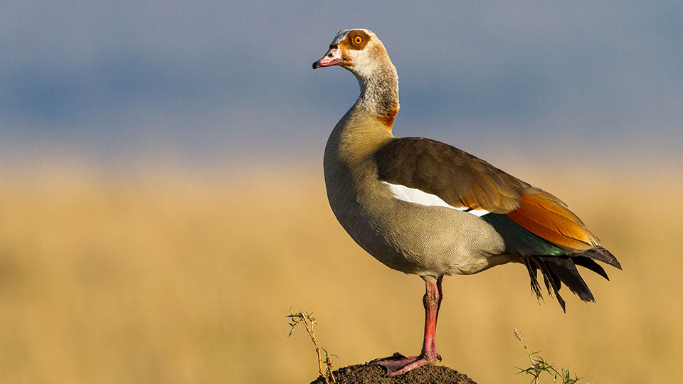 Fotograf: Denis Huot
Bildbyrå: TT, Nature Picture Library (sdl8mY4wGZCk_0-nh_webb) Nilgås.
