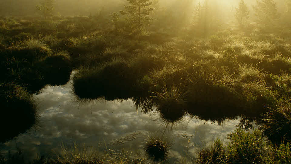 Vattendrag i soligt morgondis. 