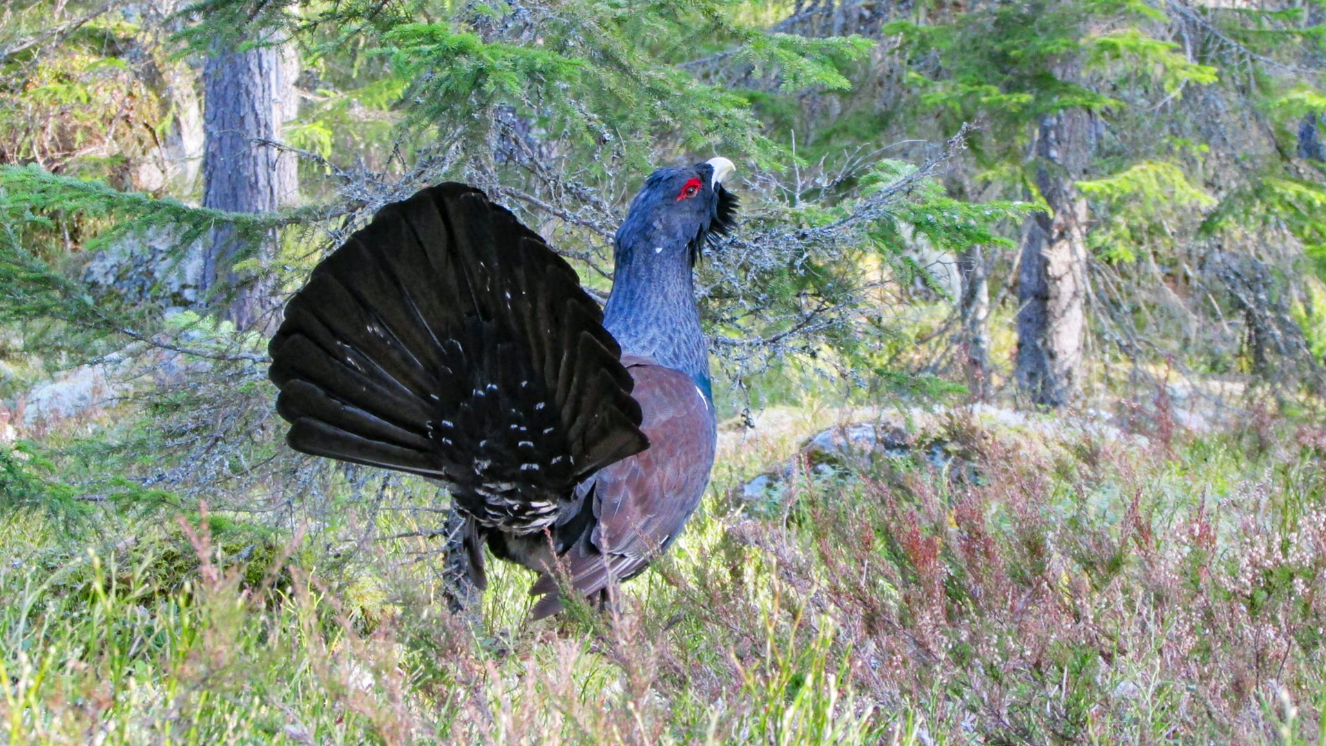 Tjäder i skog.