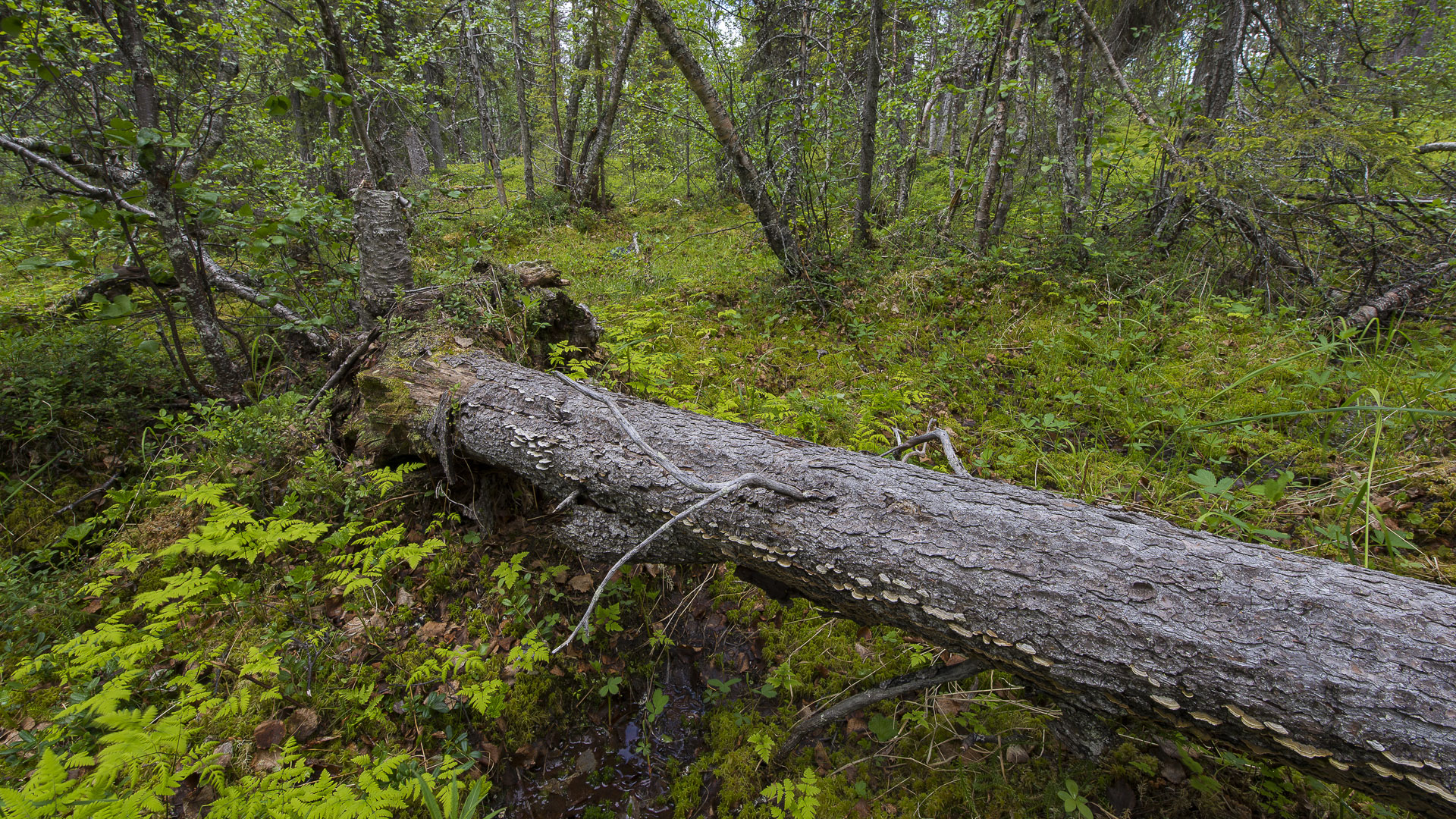 Fotograf: Ola Jennersten
Bildbyrå: IBL Liggande gran i myrlandskap