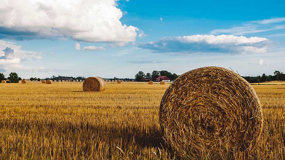 Fotograf: Alex Kotomanov
Bildbyrå: Unsplash Halmbalar på fält
