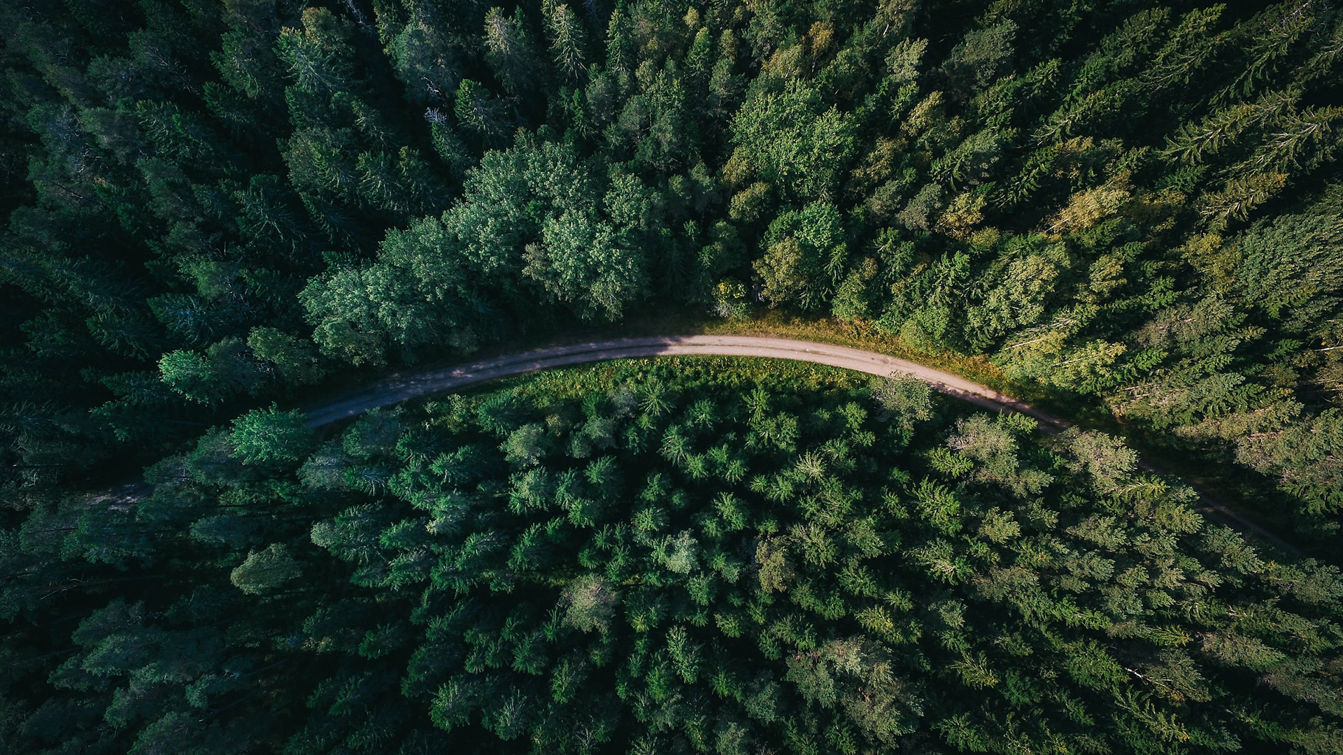 Fotograf: Geran de Klerk
Bildbyrå: Unsplash Skog i fågelperspektiv
