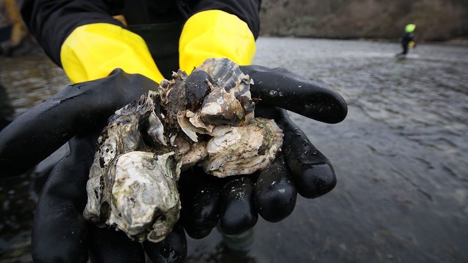 Fotograf: Leon Green Dykare håller två stillahavsostron.