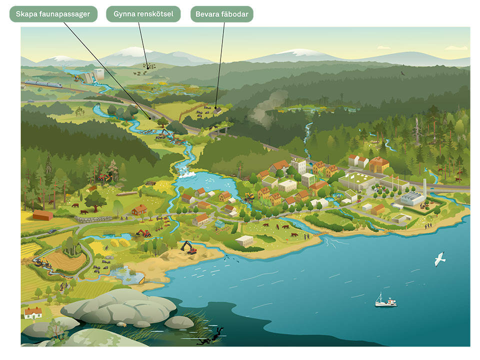 Illustration som beskriver naturrestaurering i fjällmiljö