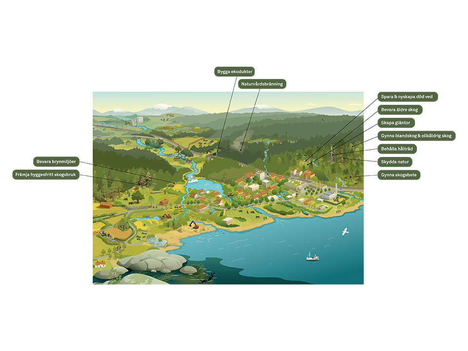 Illustratör: Tobias Flygar
Bildbyrå: Flygar studio En illustration av ett jordbrukslandskap som visar på biologisk mångfald med betande djur, stenmurar, vägrenar, alléer och åtgärder som återvätning och restaurering av betesmarker. Rutorna visar exempel på restaureringsåtgärder.