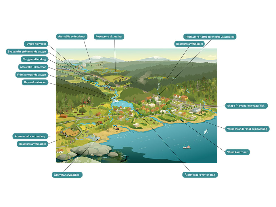 Illustration som visar restaurering av sötvattensekosystem