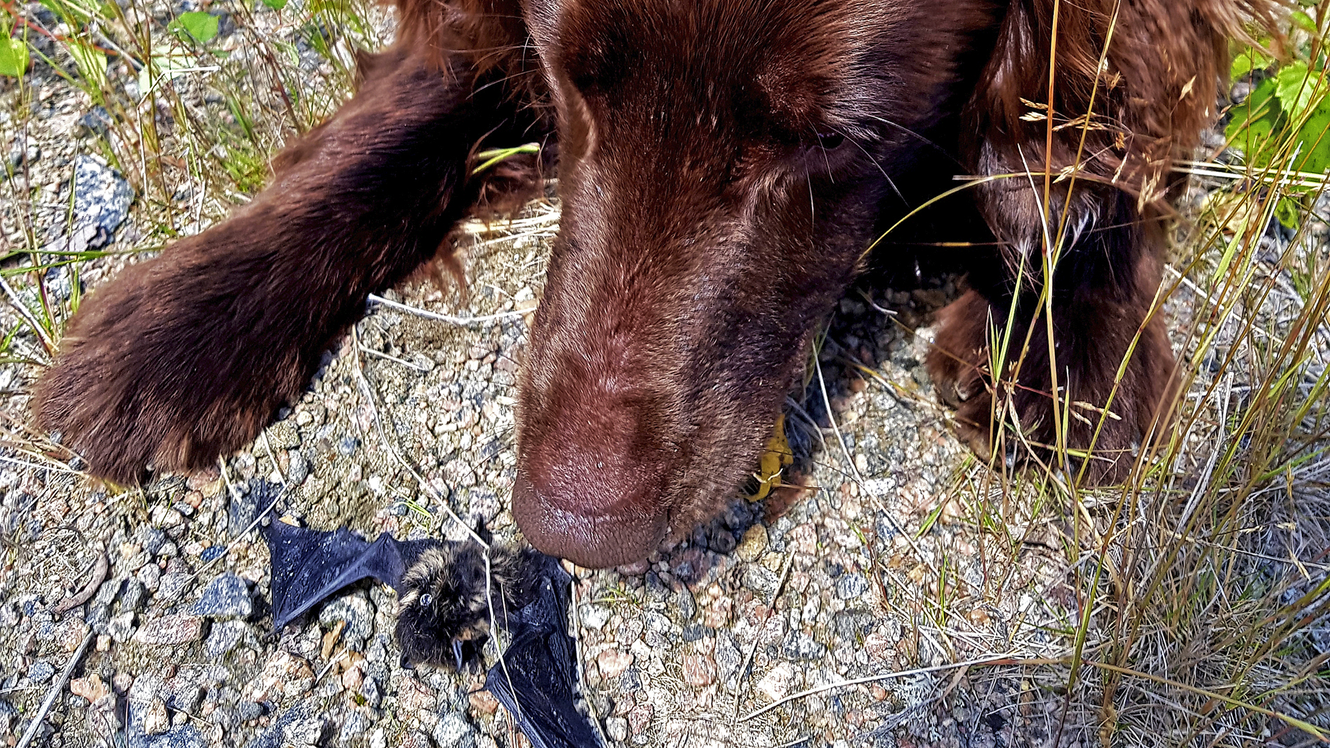 Fotograf: Marcus Elfström. Hund sniffar på död fladdermus.