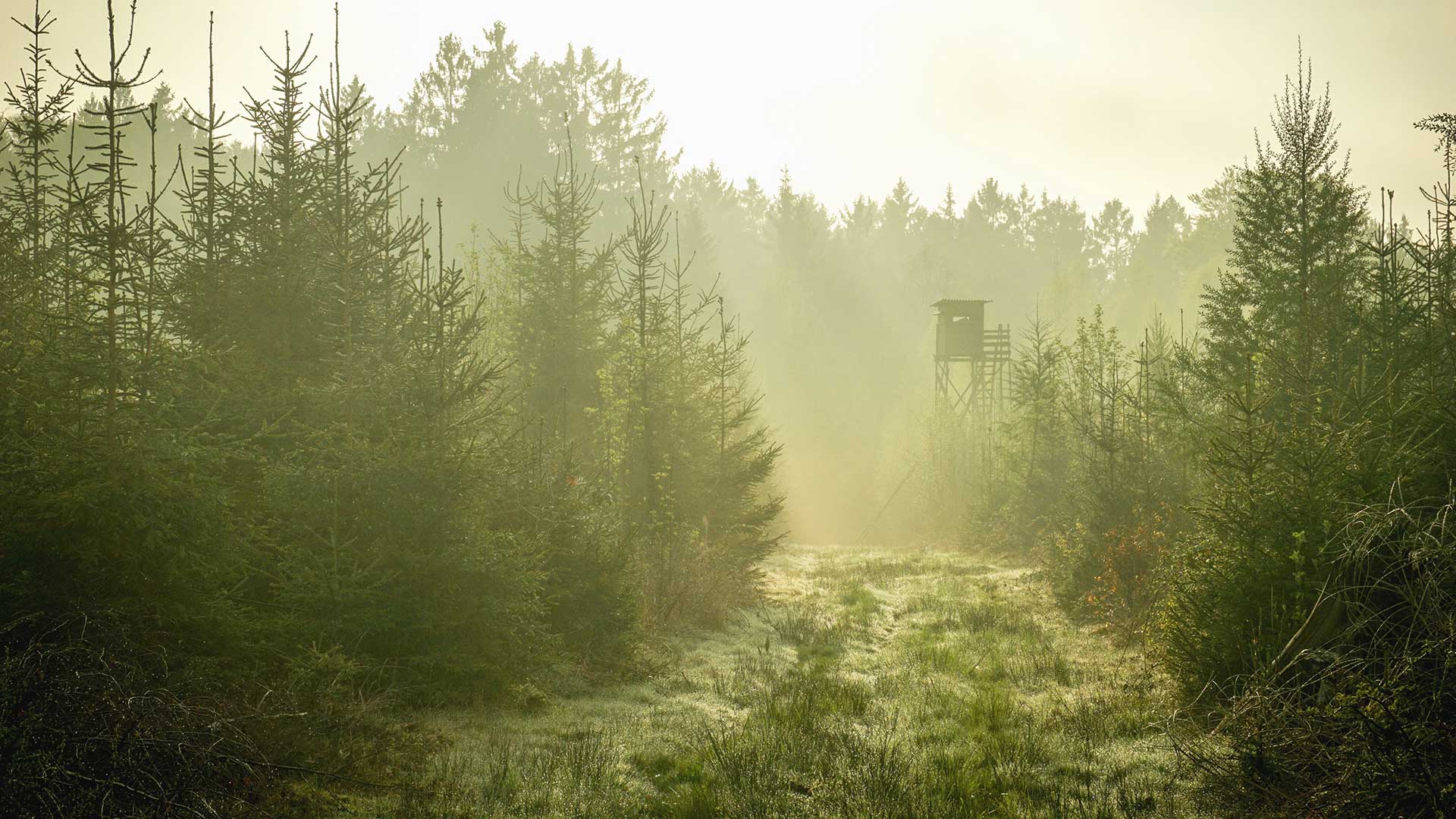 Fotograf: Pixnio Ett jakttorn i dimma.