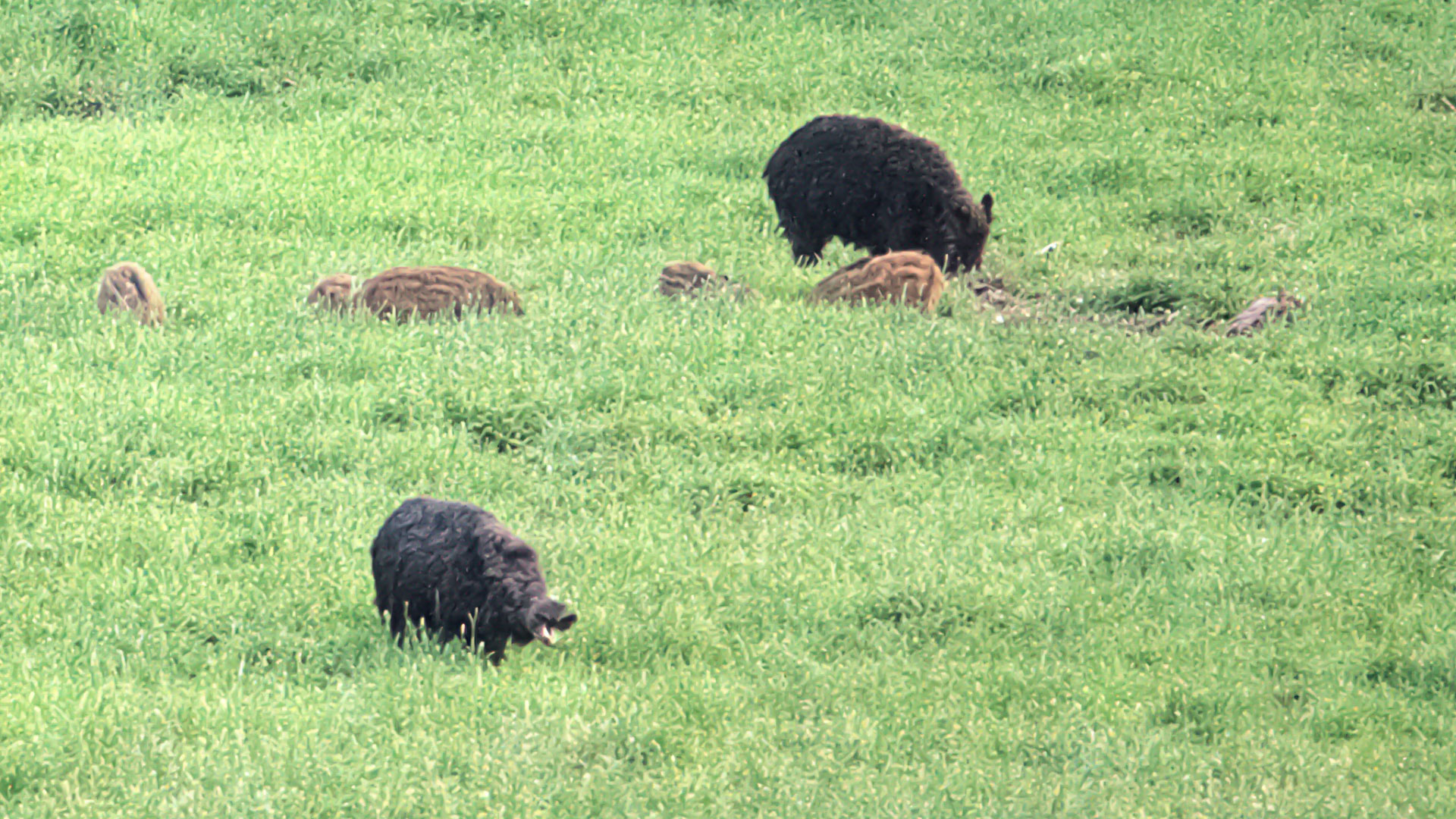 Fotograf: Anders Broby En flock vildsvin på en äng.