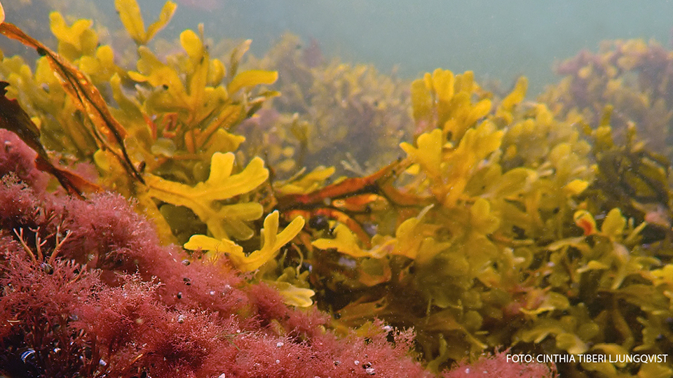 Fotograf: Cinthia Tiberi Ljungqvist Rödalger och blåstång.